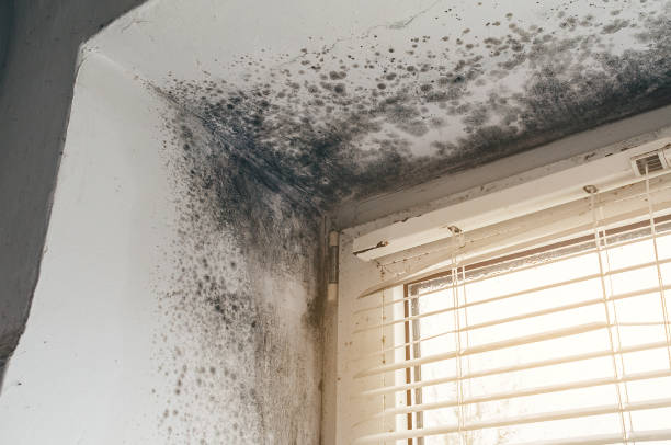 Affordable Black Mold Remediation solutions in Bloomingdale, TN